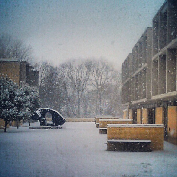 Catzsnow (2)