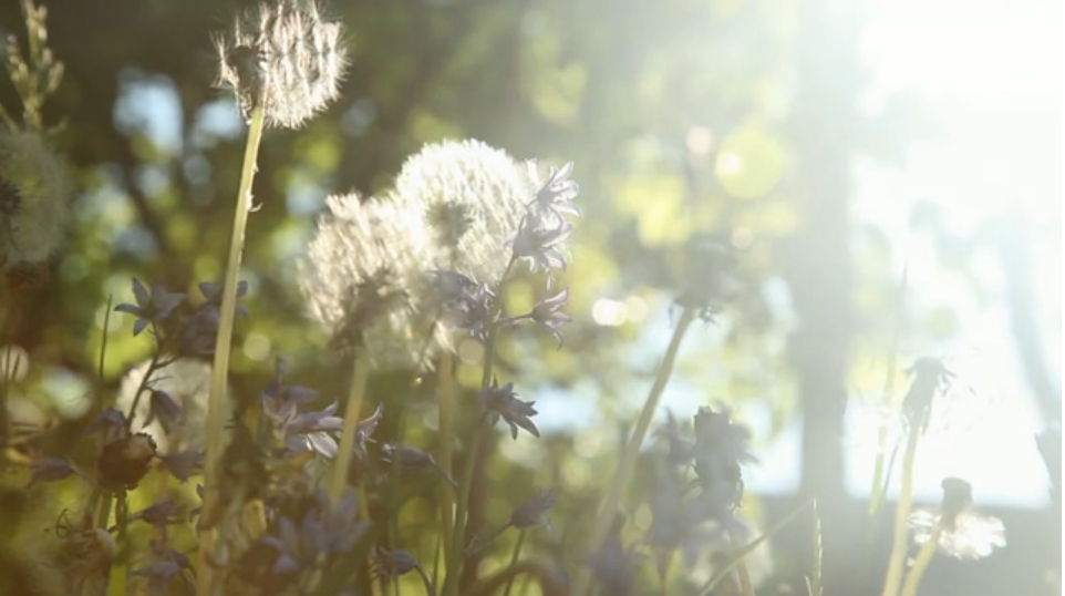 as you like it2