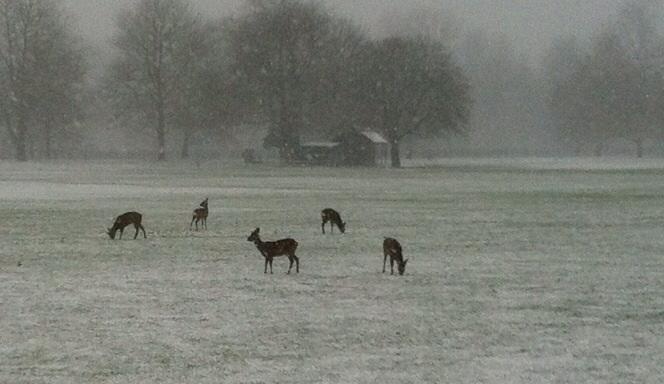 deer park 2