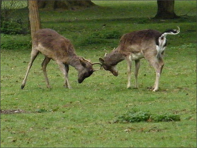 magdalendeer