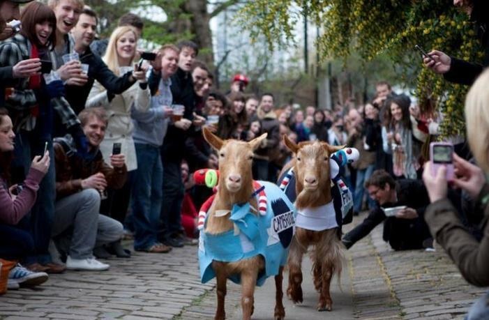 goat race for inclusion