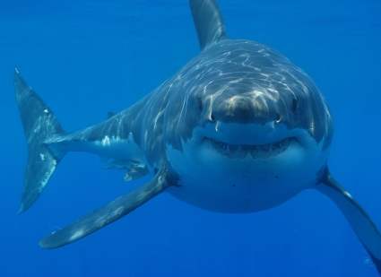 Sharking