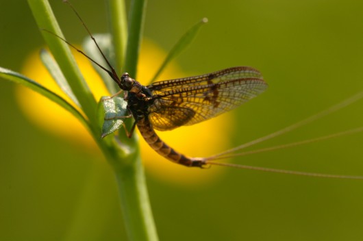 Like the mayfly, the crew-dater has just a few hours to find a mate before succumbing to death/a late night Ahmed's