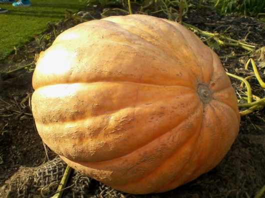 pumpkin