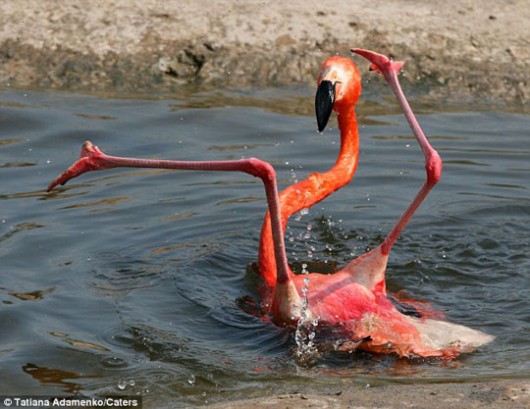 The flamingo post-ball