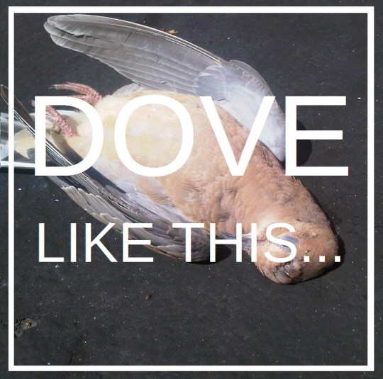 dove