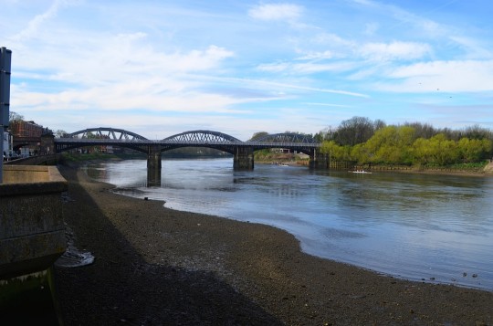 Looking upstream towards Barnes Bridge