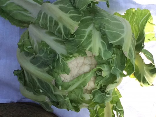 cabbage