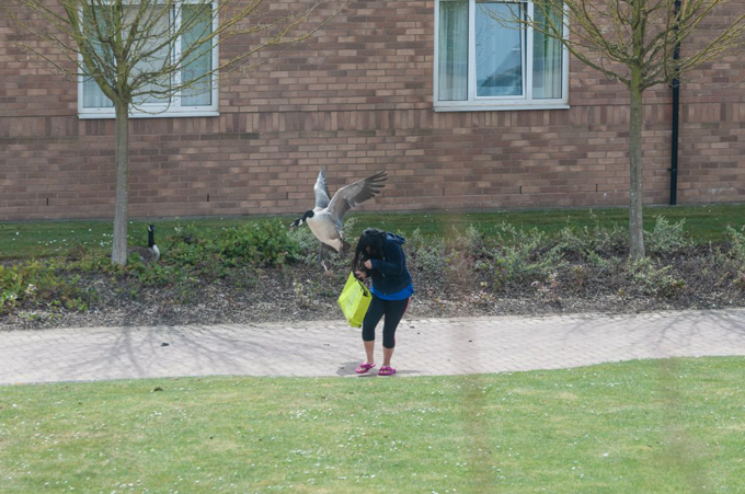 goose13