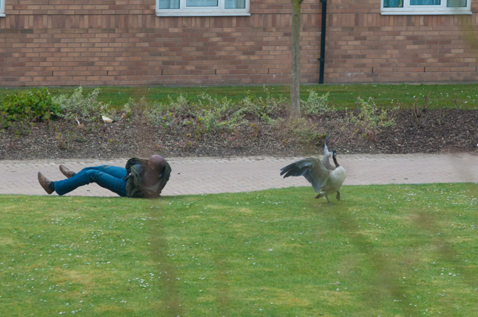 goose5