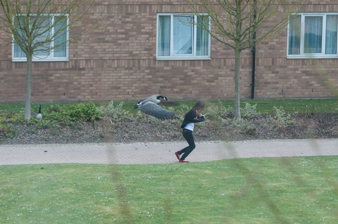goose8