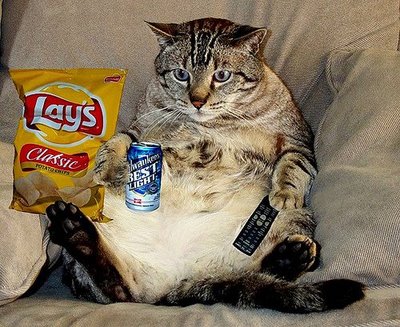 couch potato cat