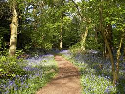 Tocil Forest