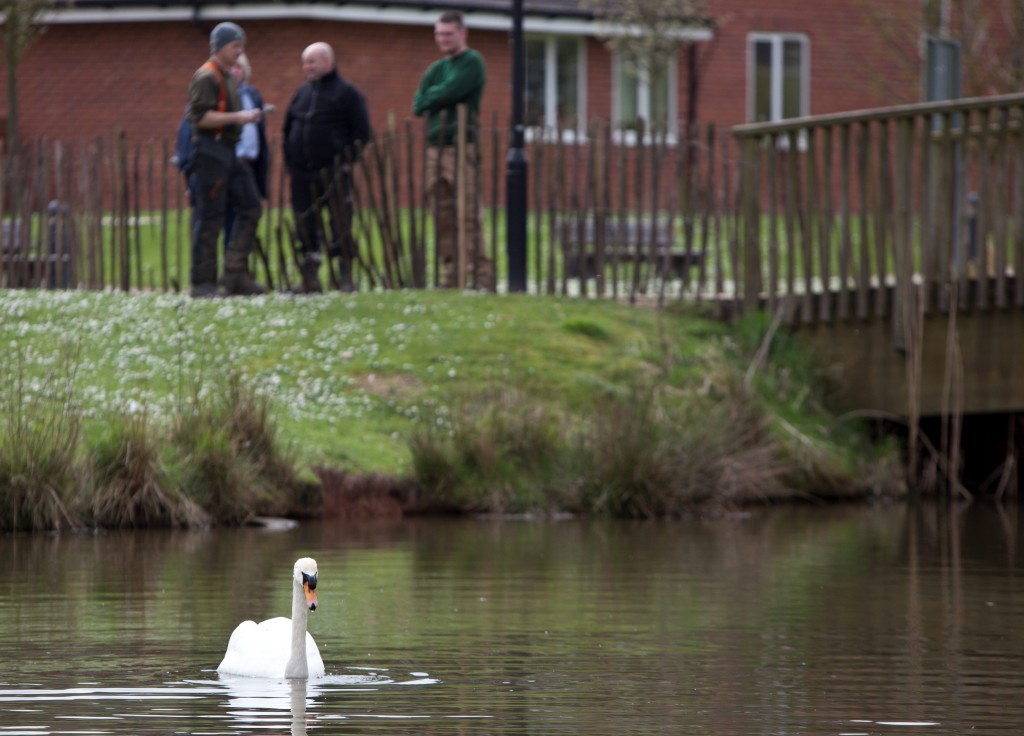 NTI_RACIST_SWAN_25 (1)