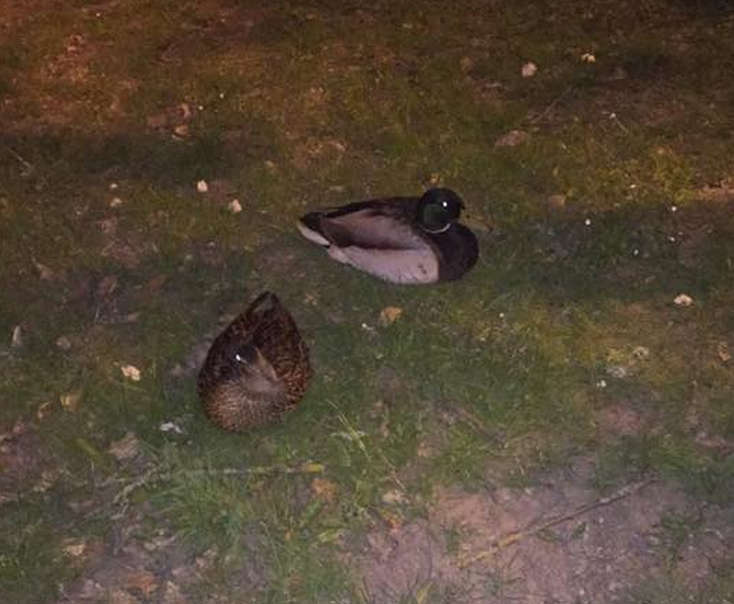 ducks