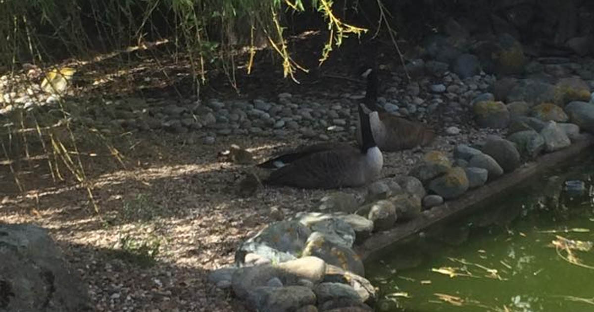geese warwick