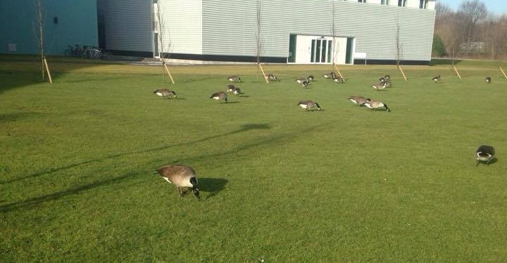 geese