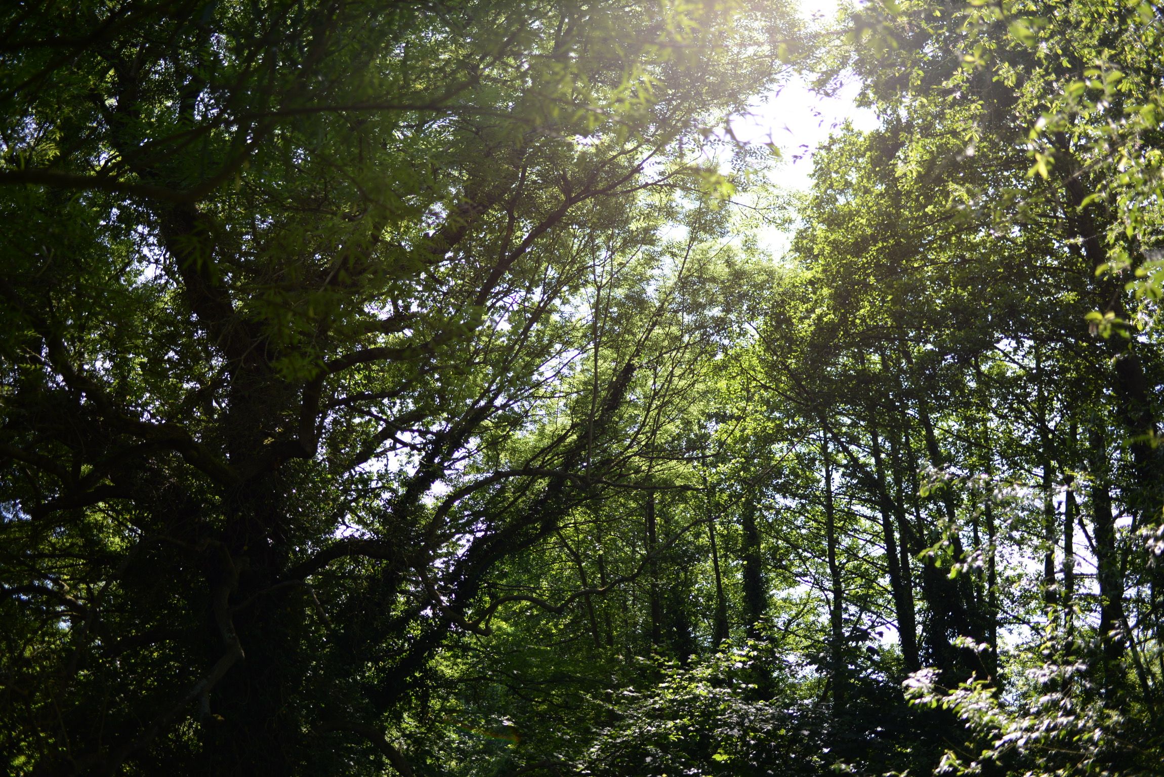 Image may contain: Rainforest, Jungle, Vegetation, Tree, Plant, Outdoors, Nature, Land, Forest, Flora