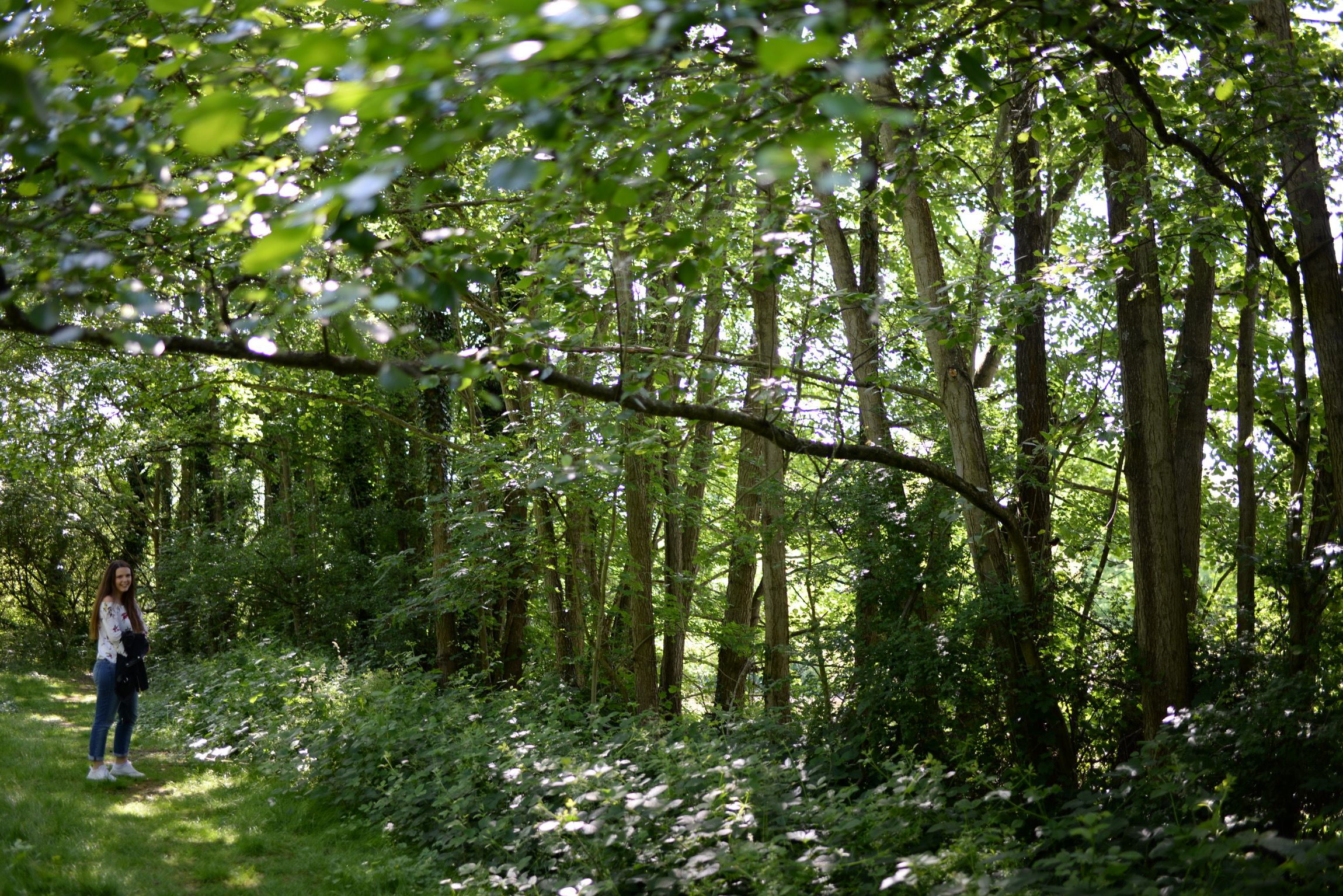 Image may contain: Vegetation, Tree, Plant, Outdoors, Nature, Land, Forest, Flora