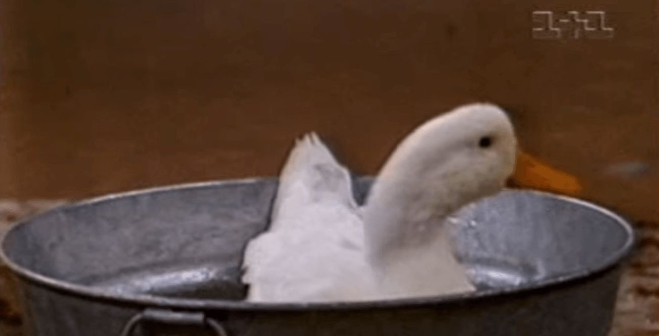 Image may contain: Waterfowl, Duck, Bird, Animal
