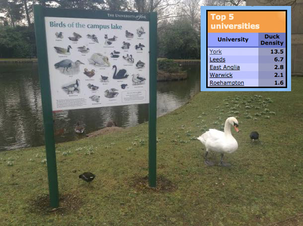 duckpic