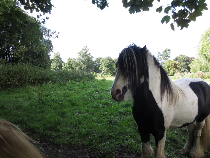 The angry horse in question
