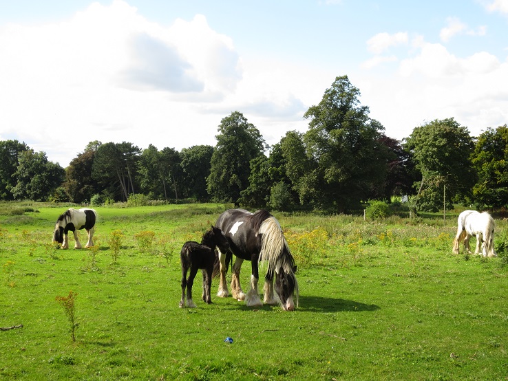 Idyllic