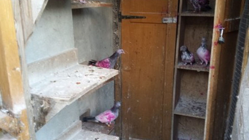 The lair where the pigeons were kept
