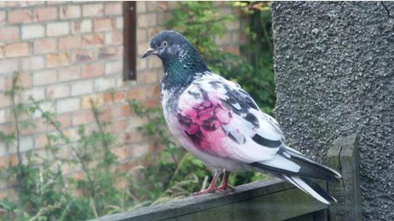 One of Singh's pigeons. Photo: Bristol Post