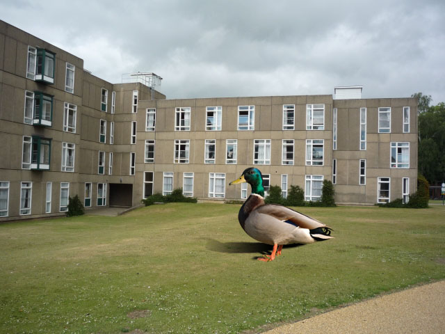 Derwent College copy
