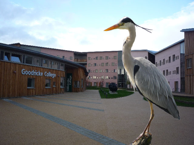 goodricke college