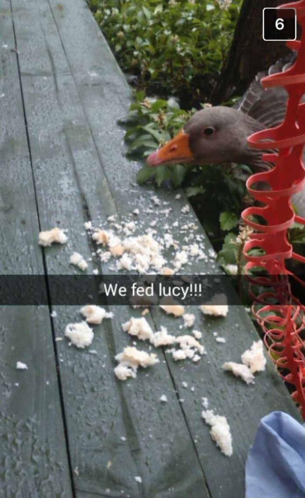 Lucy enjoying her lunch