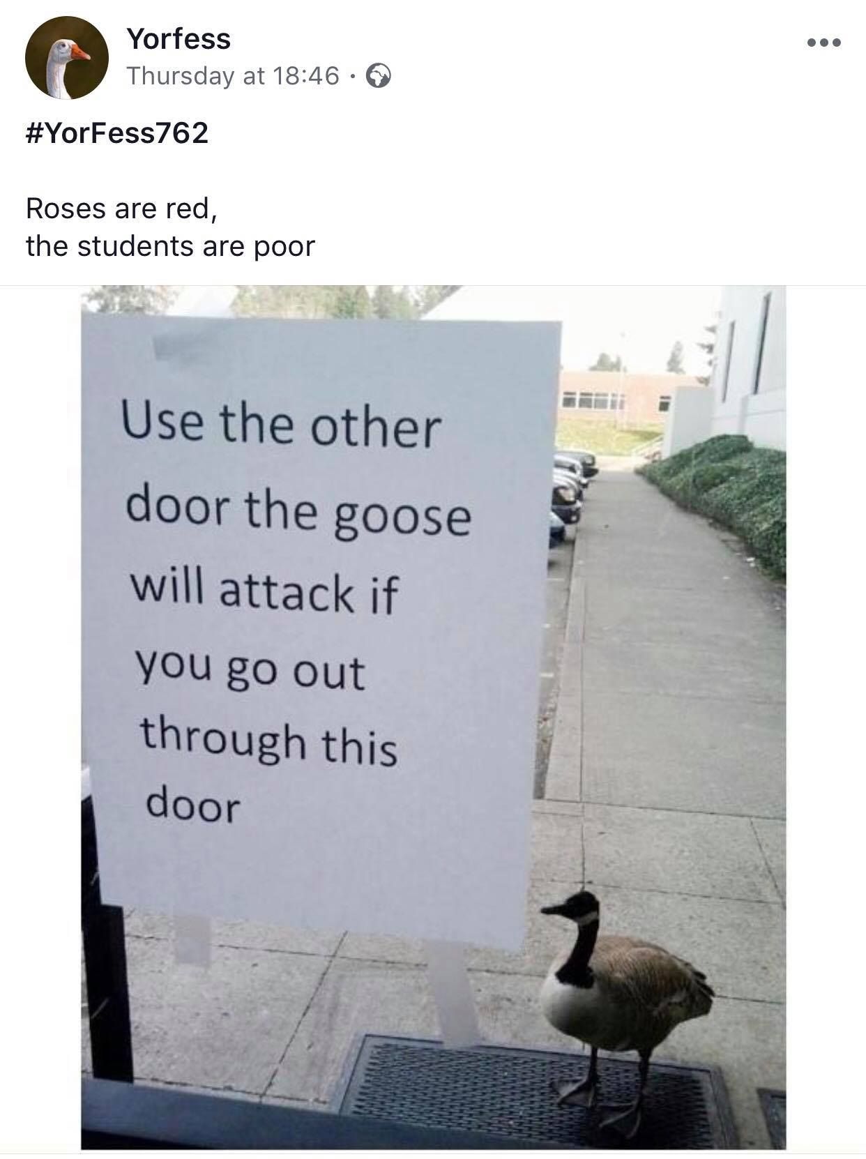 Image may contain: Poster, Paper, Flyer, Brochure, Plant, Hedge, Flora, Fence, Waterfowl, Goose, Bird, Animal