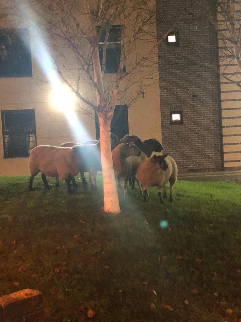 Image may contain: Cow, Cattle, Animal, Mammal