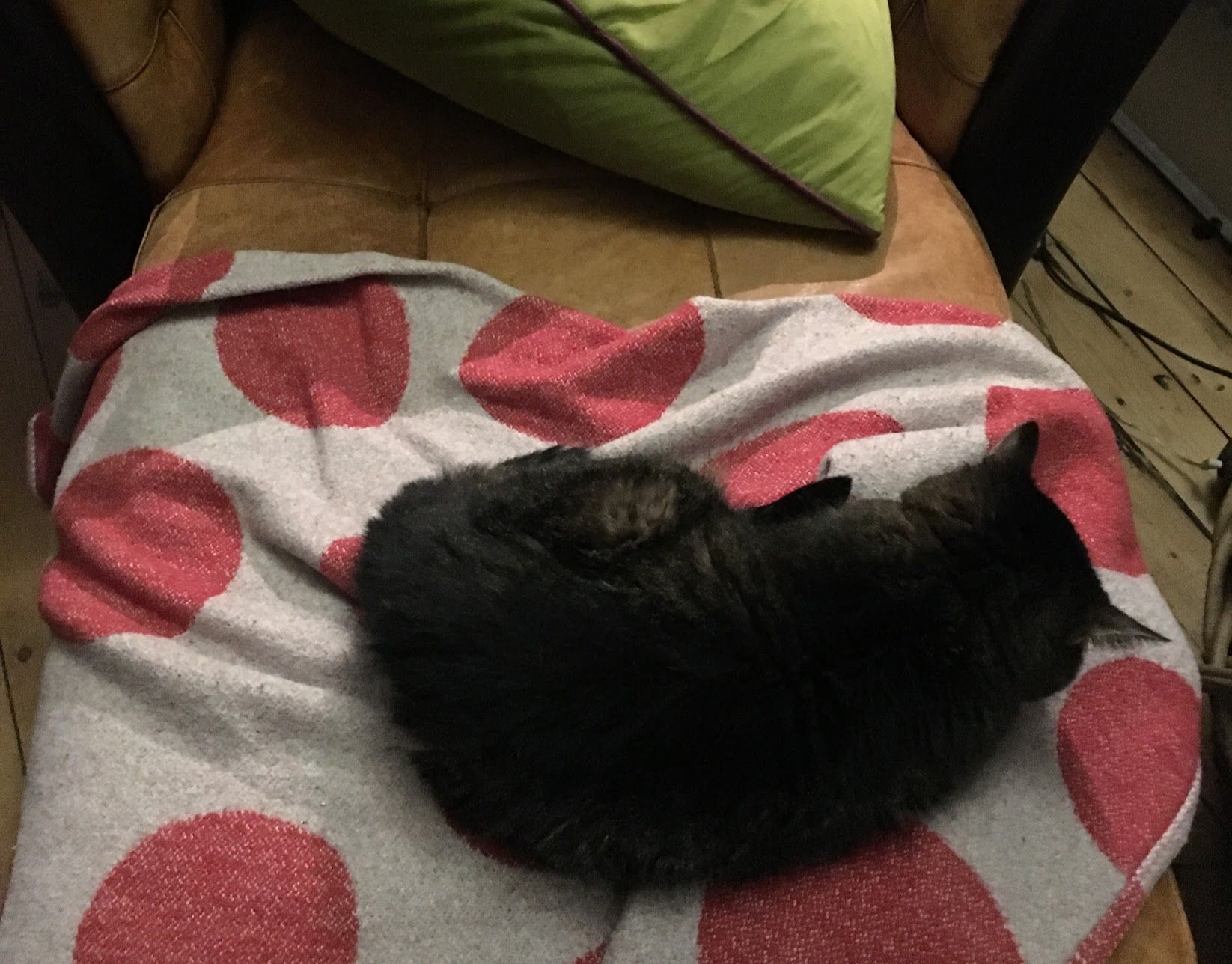 Image may contain: Cushion, Pillow, Mammal, Pet, Cat, Animal, Couch, Furniture, Blanket