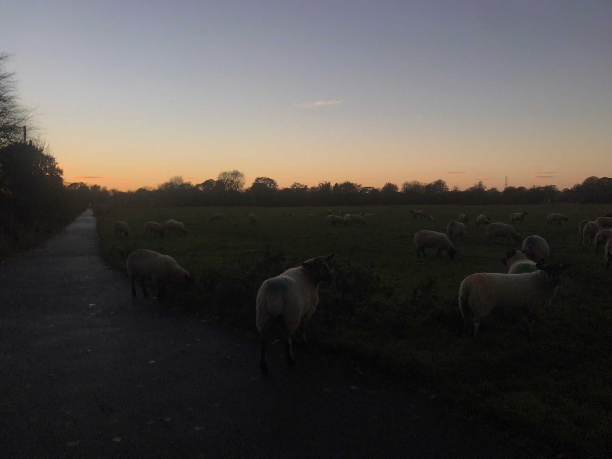 Image may contain: Rural, Ranch, Meadow, Grazing, Farm, Pasture, Countryside, Grassland, Mammal, Animal, Sheep, Field, Outdoors, Nature