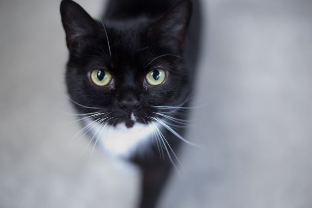 Image may contain: Black Cat, Mammal, Cat, Pet, Animal