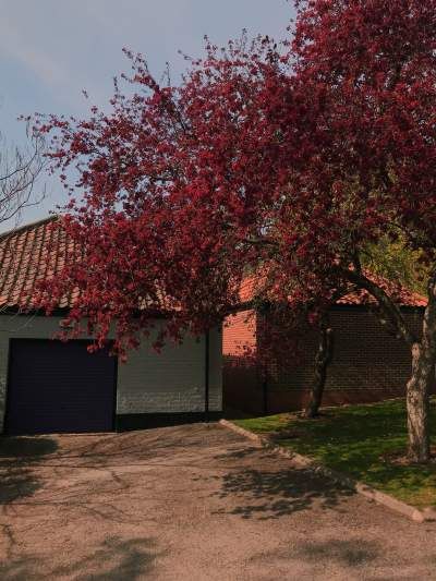 Image may contain: Building, Bush, Vegetation, Maple, Tree, Plant