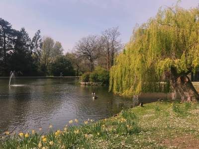 Image may contain: Bush, Outdoors, Vegetation, Willow, Tree, Plant