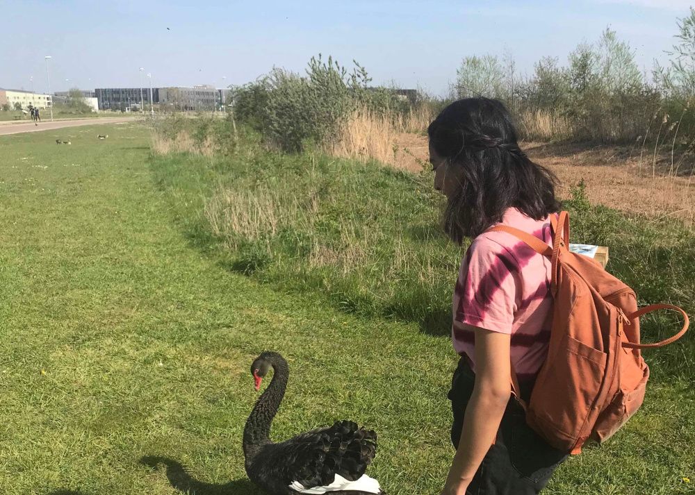 Image may contain: Grass, Plant, Black Swan, Poultry, Fowl, Chicken, Swan, Person, Human, Animal, Waterfowl, Bird