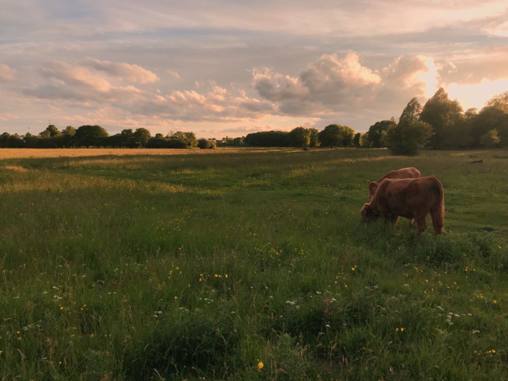 Image may contain: Ranch, Pasture, Grazing, Meadow, Farm, Countryside, Rural, Animal, Mammal, Cattle, Cow, Nature, Grassland, Field, Outdoors