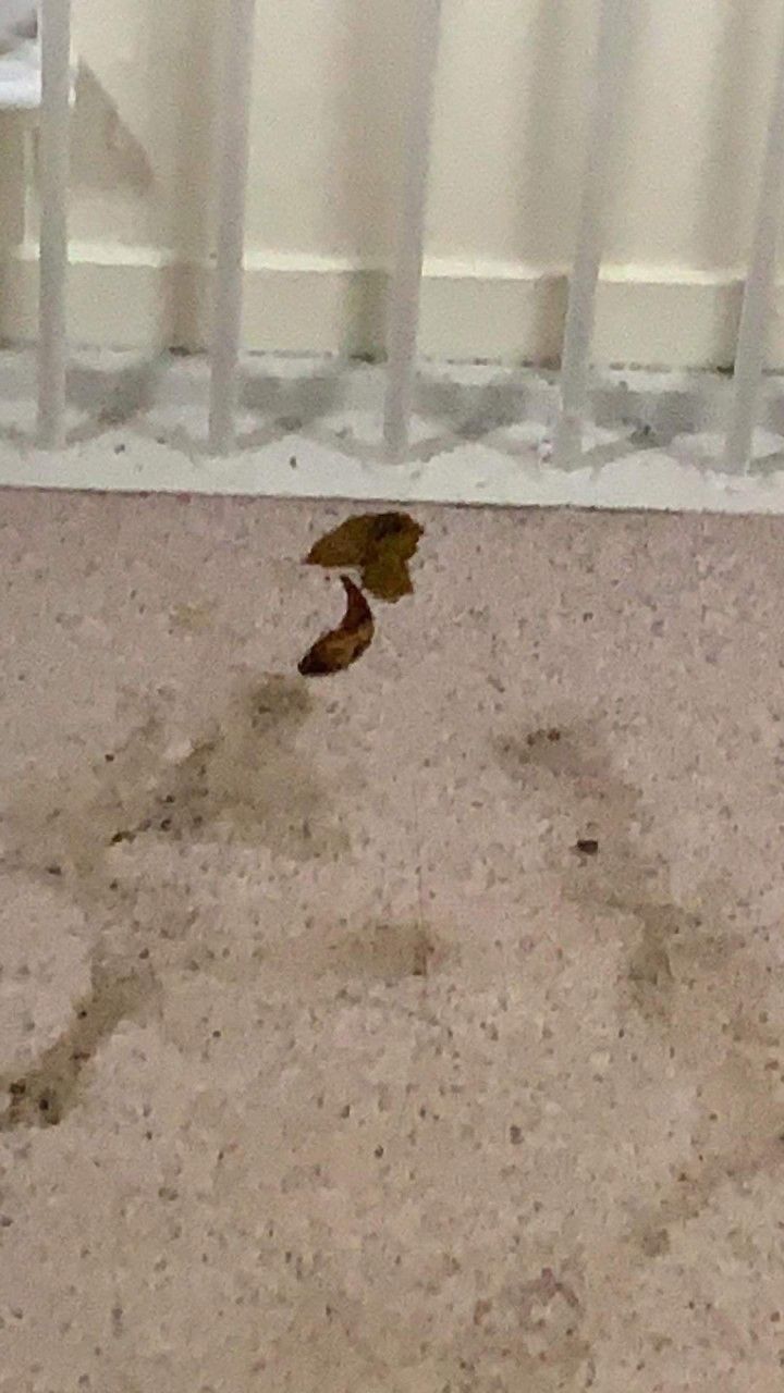 Image may contain: Mold, Bird, Animal, Floor, Flooring