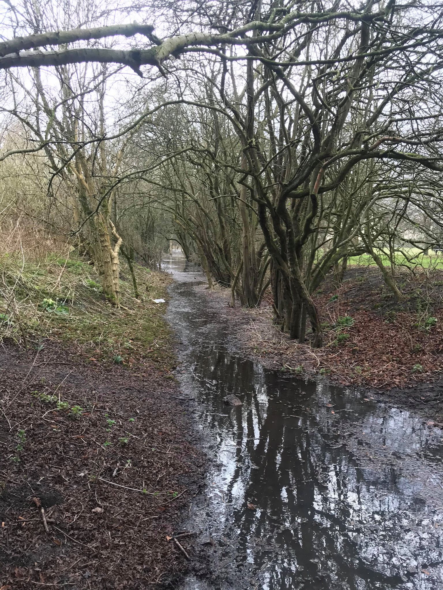 Image may contain: Tree, Plant, Water, Ground, Nature, Land, Outdoors, Ditch
