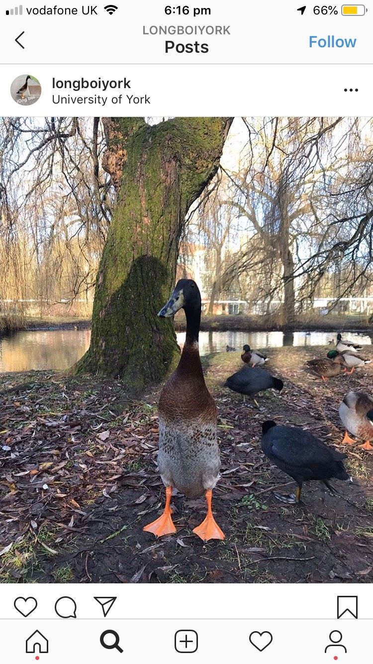 Image may contain: Waterfowl, Mallard, Duck, Bird, Animal