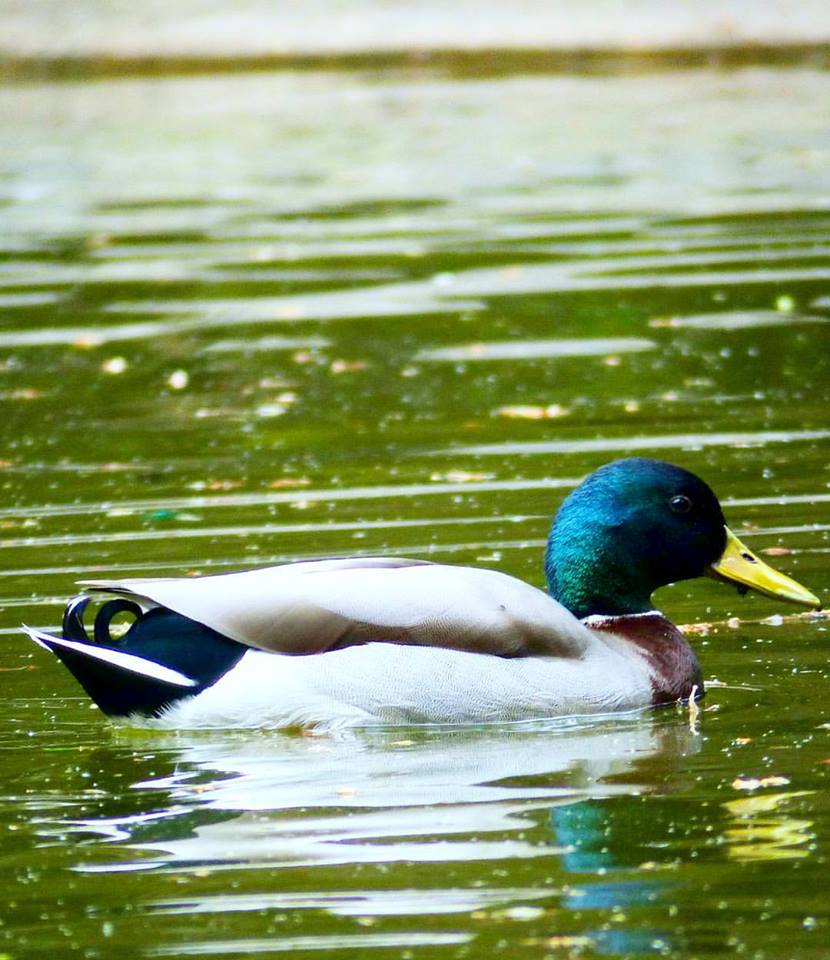 duck