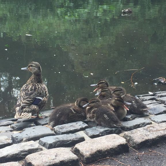 Image may contain: Zoo, Goose, Quail, Waterfowl, Duck, Bird, Animal