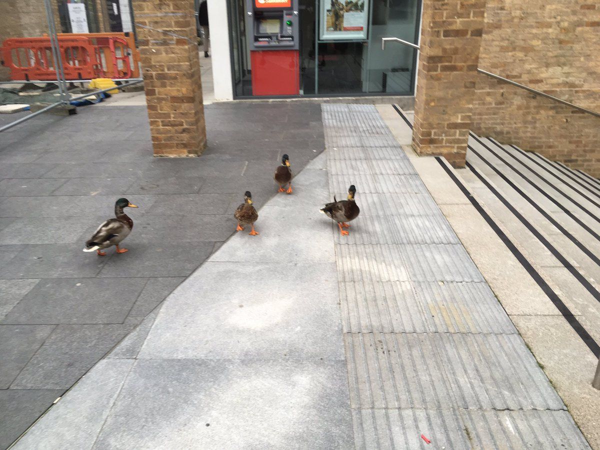 Image may contain: Mallard, Waterfowl, Human, Person, Duck, Animal, Bird