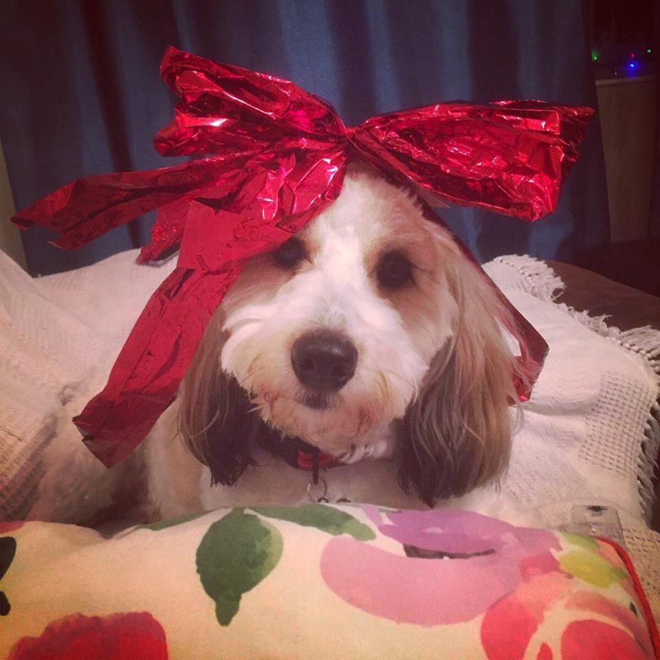 Image may contain: Pillow, Cushion, Dog, Mammal, Canine, Pet, Animal