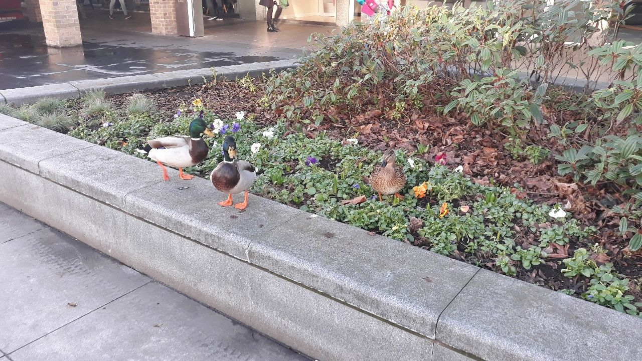 Image may contain: Planter, Pottery, Potted Plant, Jar, Plant, Vase, Duck, Chicken, Fowl, Poultry, Animal, Bird, Human, Person