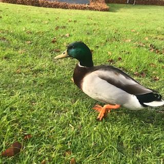 Image may contain: Mallard, Duck, Bird, Waterfowl, Animal